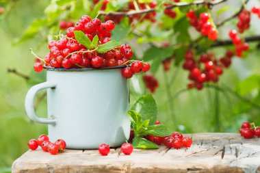 Tablo, yumuşak odak arka plan üzerinde kırmızı kuş üzümü ile metal kupa