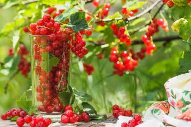 Olgun kırmızı kuş üzümü, yumuşak odak arka plan ile cam