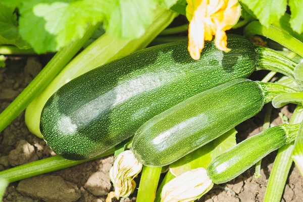 Arbusto de abobrinha verde no campo — Fotografia de Stock