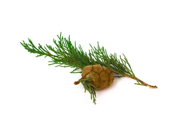 A branch and a fruit of the cypress, isolated — Stock Photo, Image