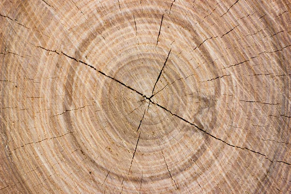 Fondo Una Leggera Fetta Legno Con Texture — Foto Stock