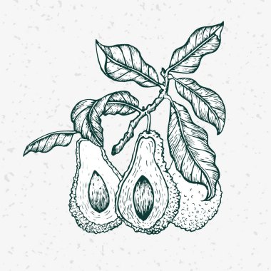 Vektör el çekilmiş avokado