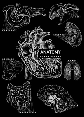 İnsan organ anatomi seti.