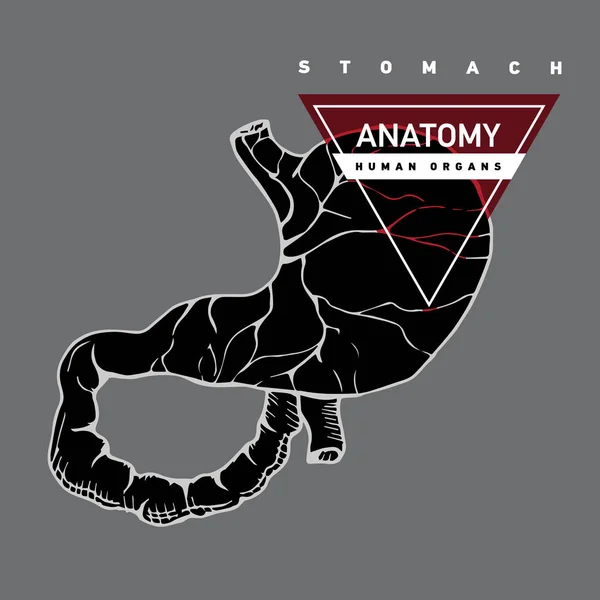 Anatomía estomacal del ser humano — Vector de stock