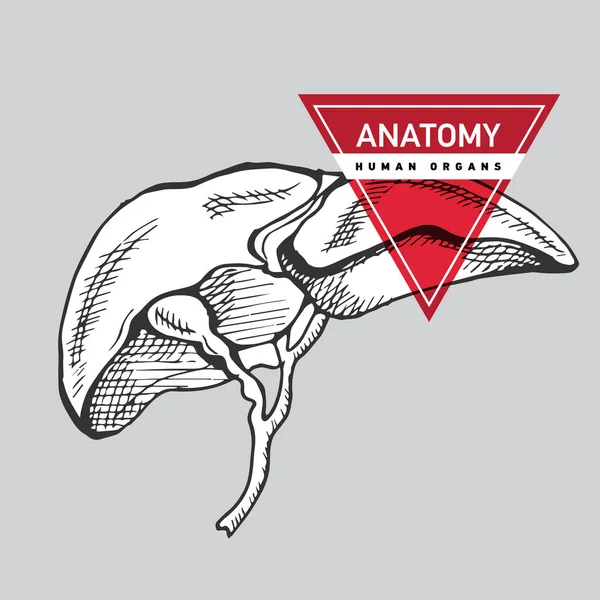 手绘图解剖人体肝脏 — 图库矢量图片
