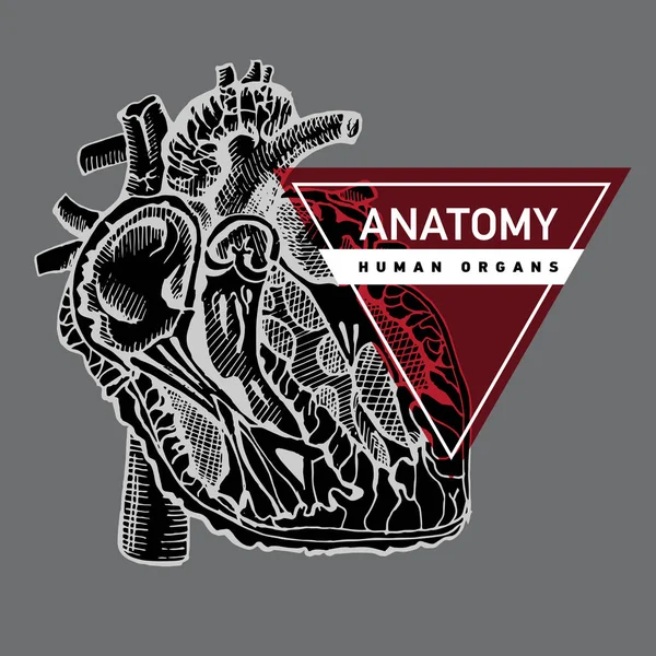 Coração de órgão humano — Vetor de Stock