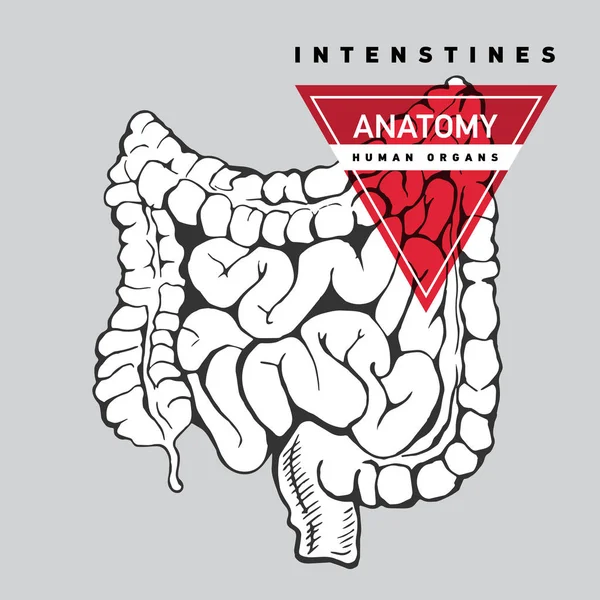 Dibujo de mano vectorial del intestino — Vector de stock