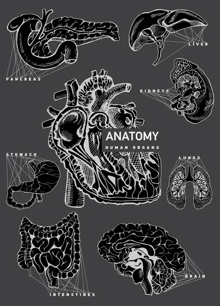 Conjunto de anatomía de órganos humanos . — Vector de stock