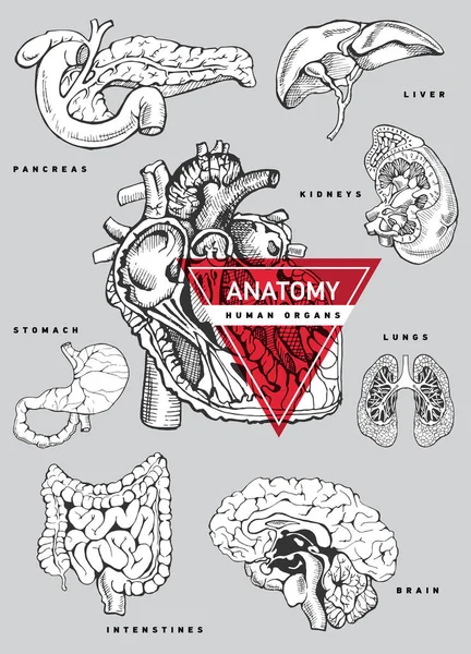 Ensemble anatomie des organes humains . — Image vectorielle