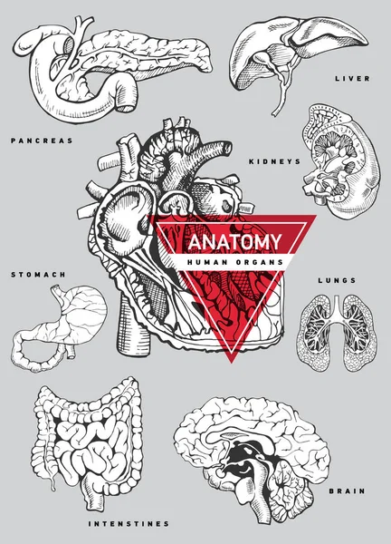 인간 장기 해부학 세트. — 스톡 벡터