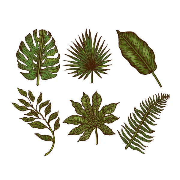 Coleção de folhas tropicais. Folhas de selva gravadas. Folhas de palma . — Vetor de Stock
