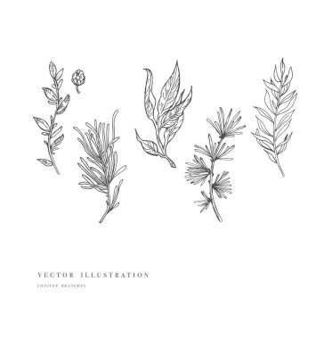 Elle çizilmiş bitki ve koleksiyonu. Vintage çiçek kümesi oyulmuş. Vektör çizim