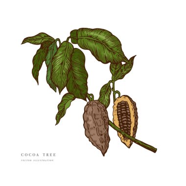 Kakao çekirdeği çizimi. İşlenmiş stil çizimi. Çikolatalı kakao çekirdeği. Vektör illüstrasyonu