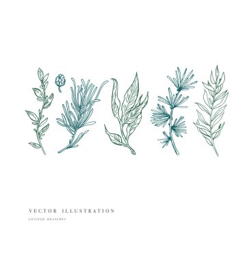 Elle çizilmiş bitki ve koleksiyonu. Vintage çiçek kümesi oyulmuş. Vektör çizim