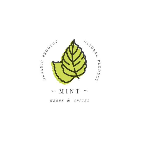 Modèle de conception d'emballage logo et emblème - herbes et épices - feuille de menthe. Logo dans un style linéaire tendance . — Image vectorielle
