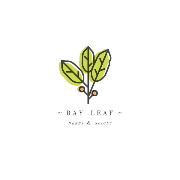 Modèle de conception d'emballage logo et emblème - herbes et épices - feuille de laurier. Logo dans un style linéaire tendance . — Image vectorielle