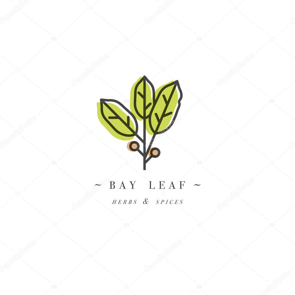 Packaging design template logo and emblem - herb and spice - bay leaf. Logo in trendy linear style