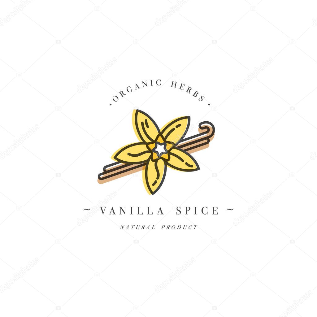 Packaging design template and emblem - herb and spice - vanilla flower and pods. Logo in trendy linear style
