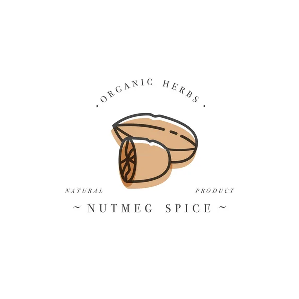 Logotipo e emblema de modelo de embalagem - ervas e especiarias - noz-moscada. Logotipo em estilo linear na moda . — Vetor de Stock