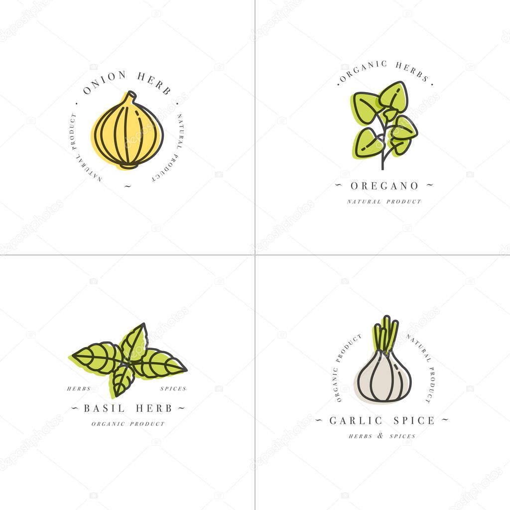 Vector set design colorful templates logo and emblems - herbs and spices. Italian herb icon. Logos in trendy linear style isolated on white background