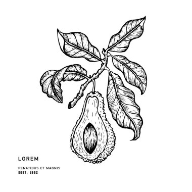 Vektör el çekilmiş avokado