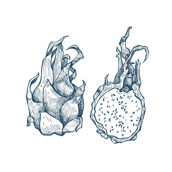 Deliciosas frutas vectoriales exóticas dibujadas a mano — Archivo Imágenes Vectoriales