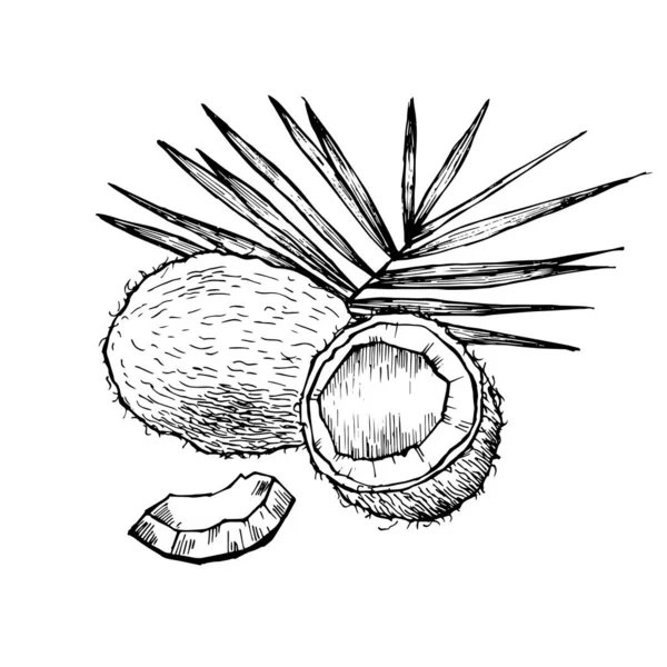 手描きココナッツ — ストックベクタ
