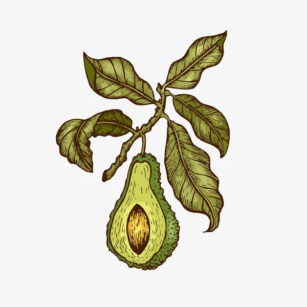 Avocado disegnato a mano vettoriale — Vettoriale Stock