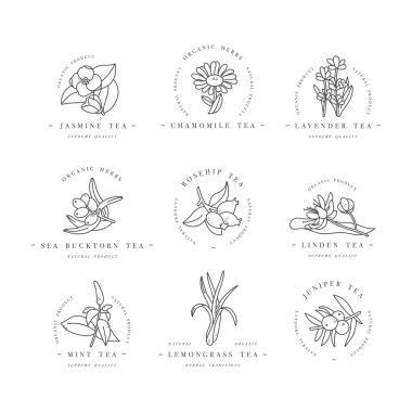 Vektör dizaynı renkli şablonlar logo ve amblemler - organik bitkiler ve çaylar. Farklı çay ikonu. Beyaz arkaplanda izole edilmiş trend doğrusal tarzda logolar.