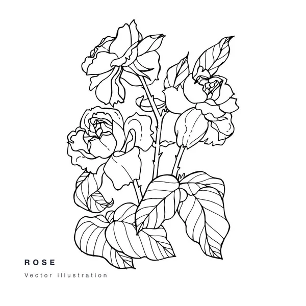 手描きベクトル椿の花イラスト。花の花輪。白地植物花カード. — ストックベクタ