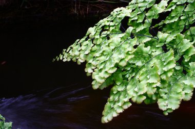 güzel baldırıkara otu fern.