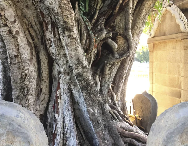 기도를 믿는 사람에 대 한 신성한 나무. — 스톡 사진