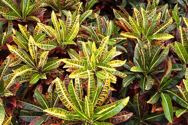 The Beautiful tekstur dan warna-warni nama tanaman CROTON . Stok Lukisan  