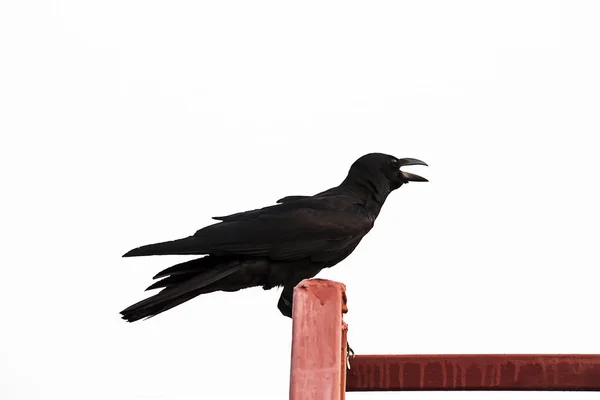 The Crow standing on the red steel fence. — Stock Photo, Image