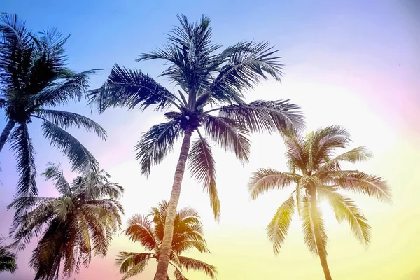 Silueta artística Palmera de coco sobre fondo de cielo al atardecer . —  Fotos de Stock