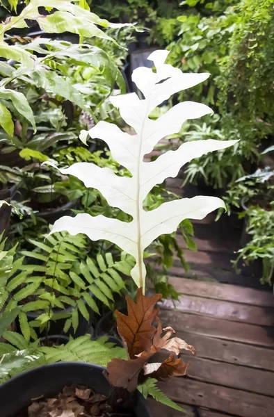 Frunza albă foarte rară de ferigă de coș . — Fotografie, imagine de stoc