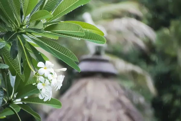 Le groupe de fleurs plumeria blanches sous la pluie . — Photo