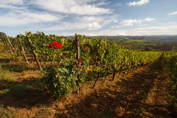 Vineyard landscape in autumn, Tuscany, — Stock Photo, Image