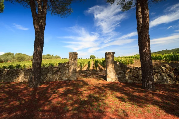 Wijngaard landschap in de herfst, Toscane, Italië — Stockfoto