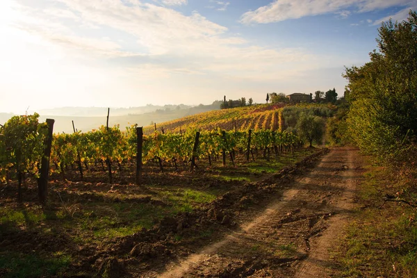Wijngaarden van de Toscaanse landschap in de herfst — Stockfoto