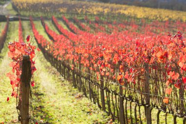 Kırmızı ve sarı yaprakları sonbaharda ile asma satırları