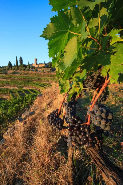 Tuscan Vineyard landscape with grapes and church in autumn — Stock Photo, Image