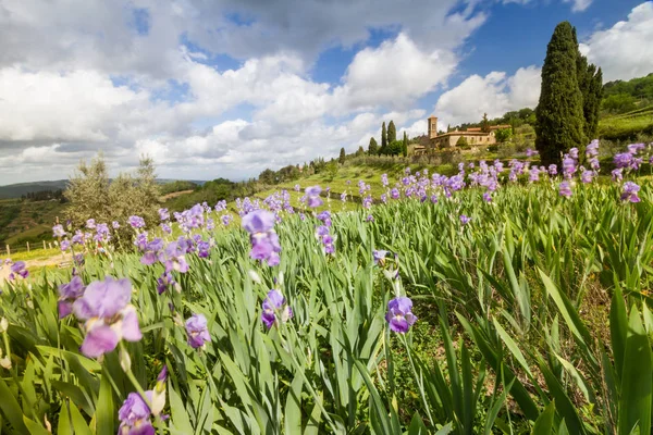 Paisaje de viñedo toscano con flor de iris, característico Chu — Foto de Stock