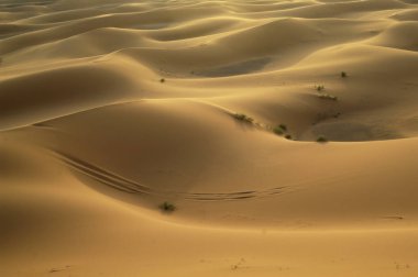 Afrika çöl dune