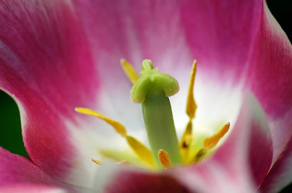 Pembe Lale Detay — Stok fotoğraf