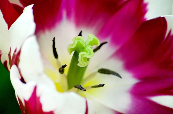 Pembe Lale Detay — Stok fotoğraf