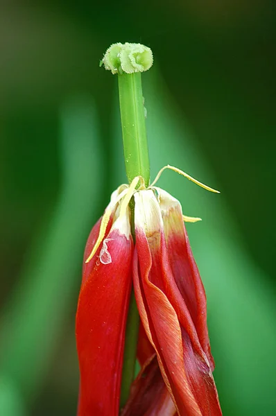 Piros Sárga Tulipán Részletek — Stock Fotó