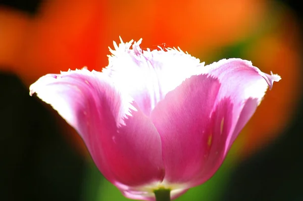 Zor Pembe Laleler — Stok fotoğraf