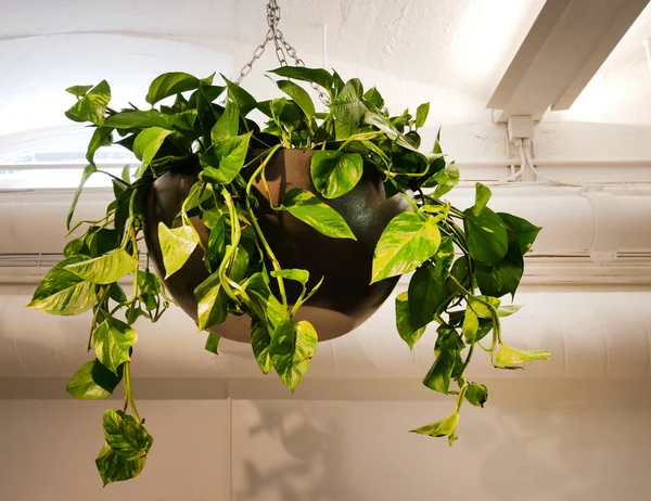 Plante Décorative Pot Suspendu — Photo
