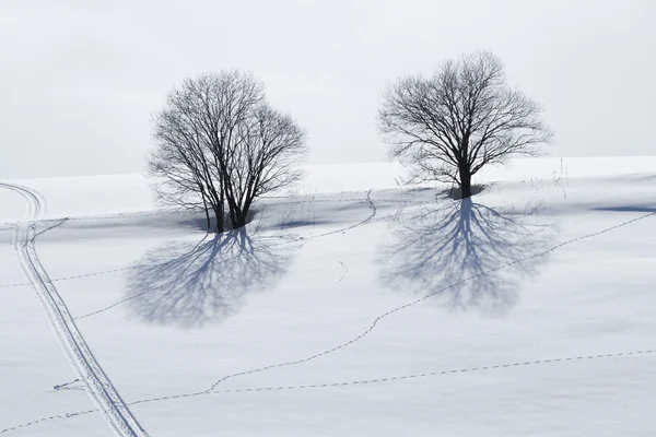 Winterlandschap in hokkaido — Stockfoto